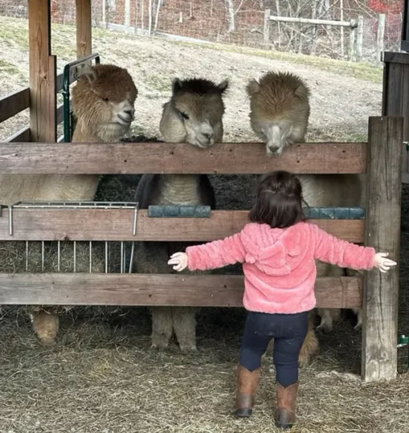 🔥LAST DAY 50% OFF - 🕊️🏡Handmade Natural Alpaca Fiber Bird Nesting Heart❤️Bird lovers gift