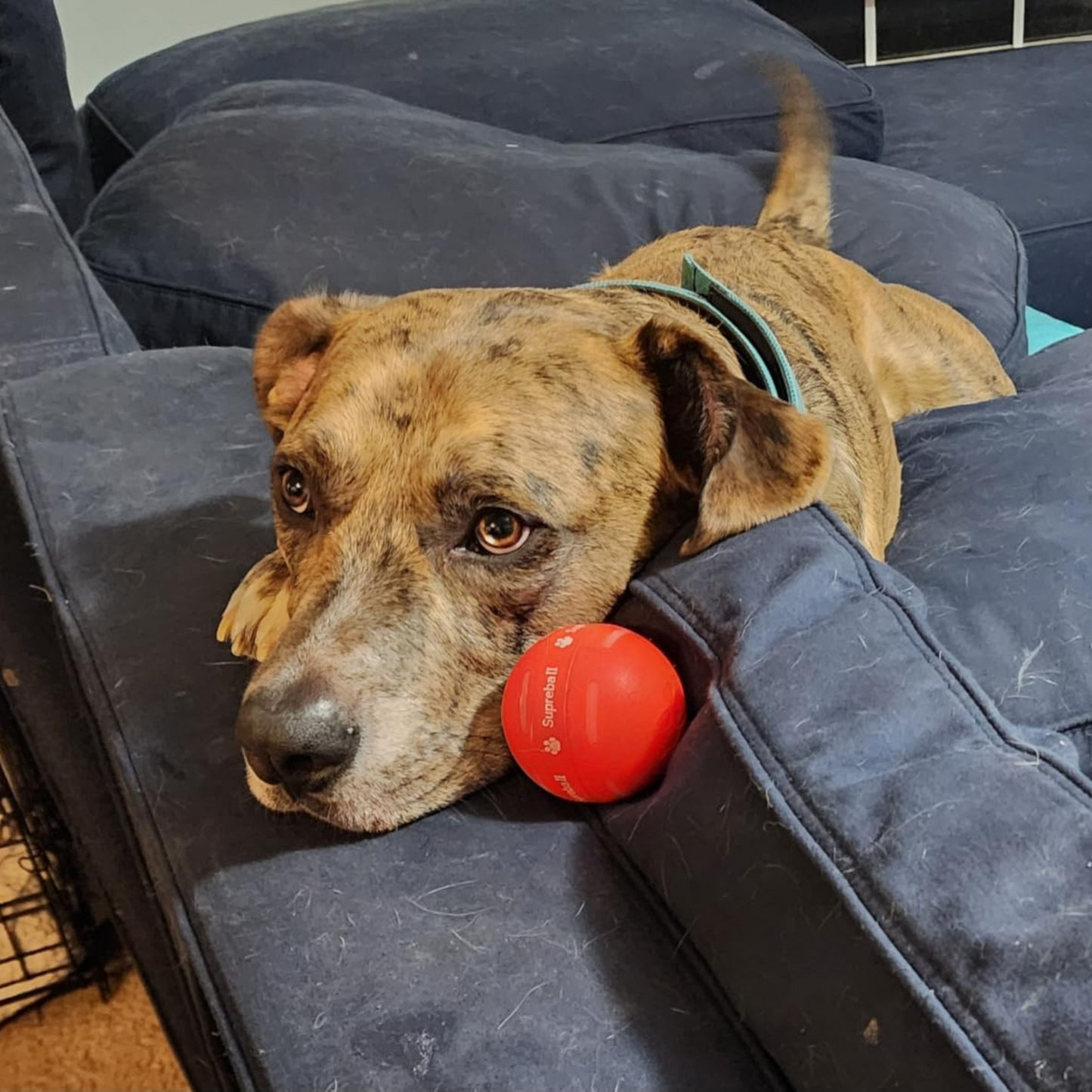 Last Day Sale 50% OFFChewie Viral Bouncing Ball