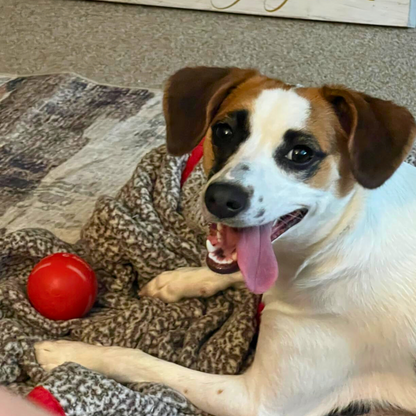 Last Day Sale 50% OFFChewie Viral Bouncing Ball