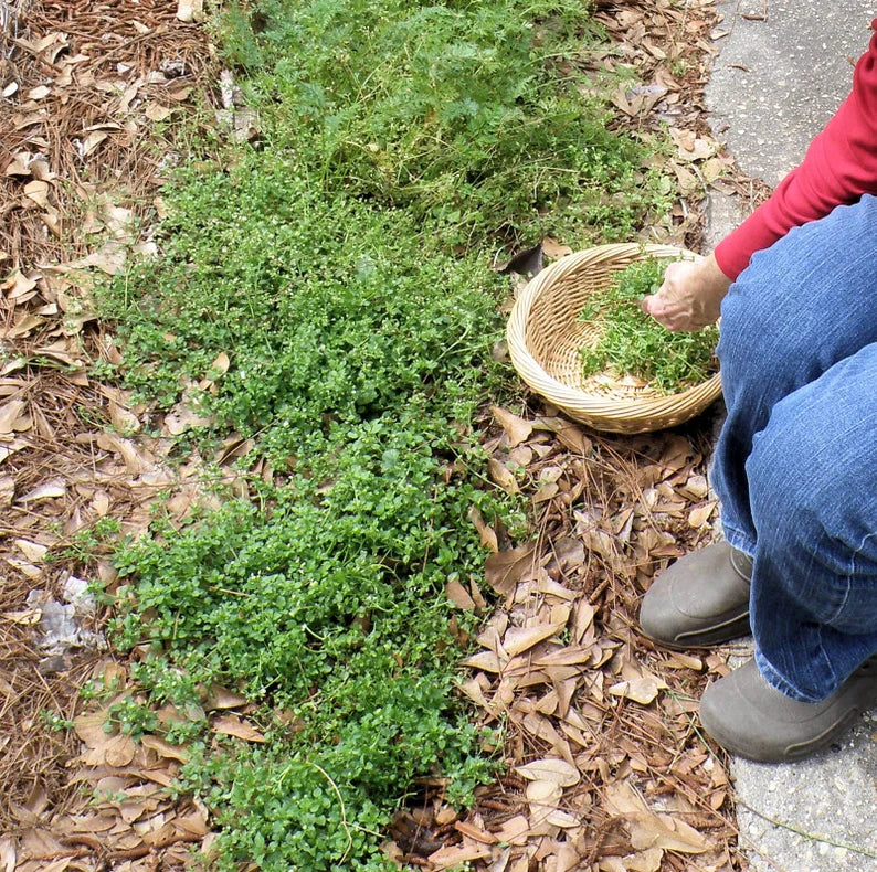 ORGANIC CHICKWEED SALVE 4OZ