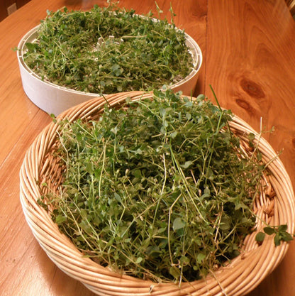 ORGANIC CHICKWEED SALVE 4OZ