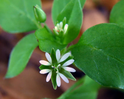 ORGANIC CHICKWEED SALVE 4OZ